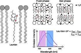 Esquema: Ensayos de Fluidez de Membrana - 2